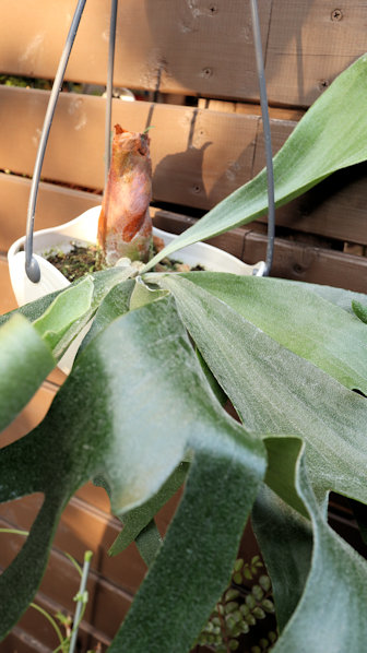 楽天市場】苔玉のコウモリラン（ビカクシダ・鹿角シダ・ビフルカツム