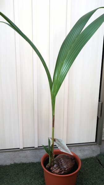 ココヤシ 約60cm 楽天市場】おしゃれ 観葉植物：ココヤシ*ココナッツパーム プラポット