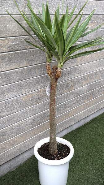 楽天市場】ユッカ グロリオーサ シトラスツイスト 5号サイズ 鉢植え