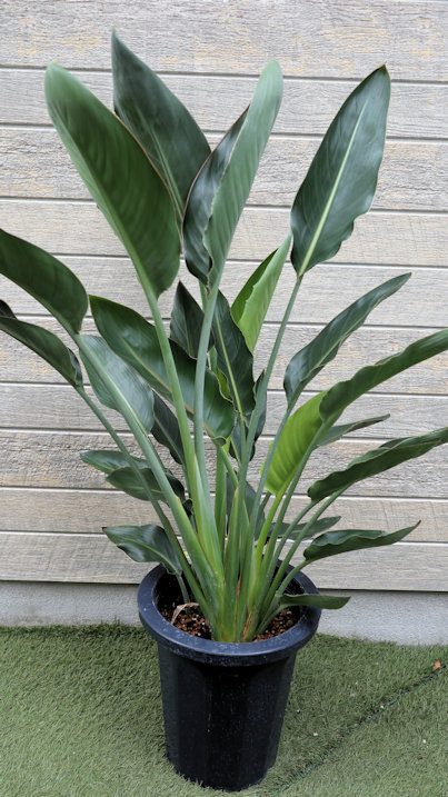 観葉植物 ストレリチア レギネ 8号サイズ【地域限定送料無料】癒しの観葉植物 インテリアグリーン 観葉植物 おしゃれ インテリア ギフト プレゼント|フェアリーズ ガーデン