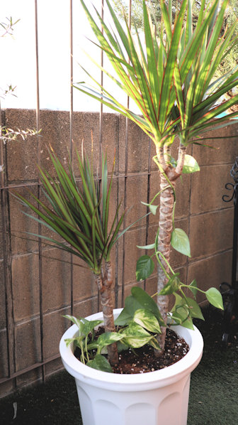 観葉植物　ドラセナ　コンシンネ　10号サイズ【地域限定送料無料】