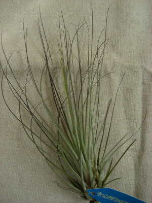 楽天市場】PLANCHU 観葉植物 ティランジア セントレア スカイ