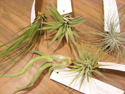 着生植物 エアープランツ チランジア サイズ 5品種お任せセット 地域限定送料無料 癒しの観葉植物 観葉植物 インテリア おしゃれ かっこいい インテリアグリーン Educaps Com Br