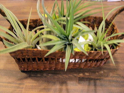 着生植物 エアープランツ チランジア サイズ 品種お任せセット 地域限定送料無料 癒しの観葉植物 観葉植物 インテリア おしゃれ かっこいい インテリアグリーン Educaps Com Br