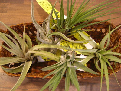 着生植物 エアープランツ チランジア サイズ 品種お任せセット 地域限定送料無料 癒しの観葉植物 観葉植物 インテリア おしゃれ かっこいい インテリアグリーン Educaps Com Br