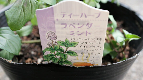 楽天市場】ラベンダー 苗 カフェモカ 10.5cmポット フレンチラベンダー