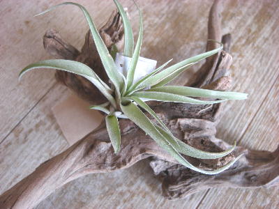 楽天市場】プレミアム流木 マングローブ系 形状お任せ レイアウト素材