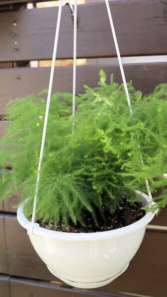 楽天市場】PLANCHU 観葉植物 アスパラガス スプレンゲリー 6号