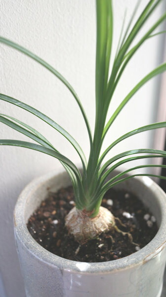 楽天市場】【現品発送】トックリラン（ポニーテール） 8号フレグラー