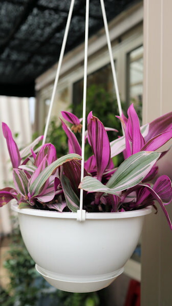 楽天市場】観葉植物 苗 トラディスカンチア ナヌーク 3号 1鉢【お届け