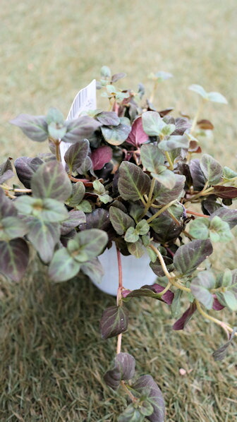 楽天市場】斑入り リシマキア トワイライト 2.5〜3号ポット苗 カラー