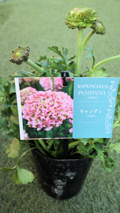 楽天市場】ラナンキュラス ポンポンシリーズ 苗 ポンポン アリス 10.5