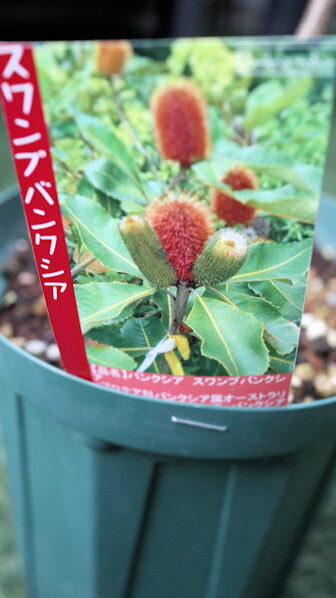 バンクシア　スワンプ　ロブル　ロブール バンクシアロブル | PLANTSTOCK〜花屋の花図鑑〜