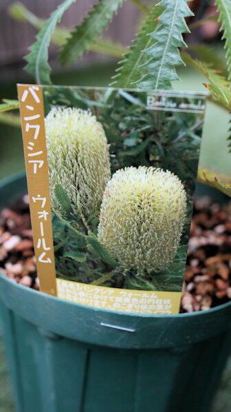 楽天市場】バンクシア セミヌダ 5号鉢 送料無料 オージープランツ 苗木