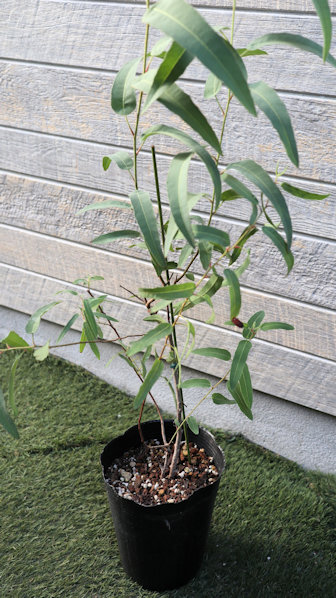 ユーカリさま　3苗 ユーカリさま 3苗