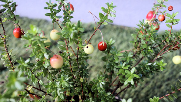 楽天市場】クランベリー 5号鉢 果樹 苗木 寄せ植え 鉢植え 花壇 お洒落