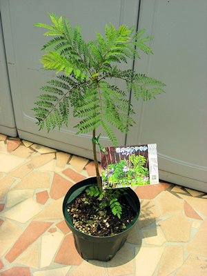 楽天市場 ジャカランダ ドワーフ 矮性種 世界三大花木 ４号サイズ 希少 フェアリーズ ガーデン