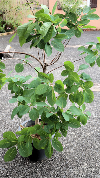 楽天市場】スモークツリーオールドファッション 株立ち 8号 煙の