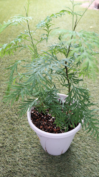 楽天市場】【現品発送】グレビレア ラナマリー 8号樹高2.0-2.1m(鉢底