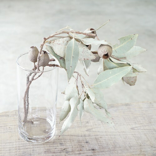 楽天市場 自家栽培のドライフラワー ユーカリトランペット Sサイズ ドライフラワー 誕生日プレゼント 花 誕生日 プレゼント ギフト プリザーブドフラワー ドライ フラワー 花束 バンチ 飾り 玄関 リビング 部屋 壁 ドア おしゃれ ファルチェ 楽天市場店