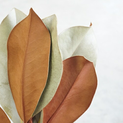 ドライフラワー❇️マグノリア❣️枝長め ドライフラワー❇️マグノリア❣️枝長め マグノリア 3本 ドライ