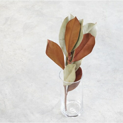 再入荷しました】自家栽培のドライフラワー マグノリア Lサイズ ドライ