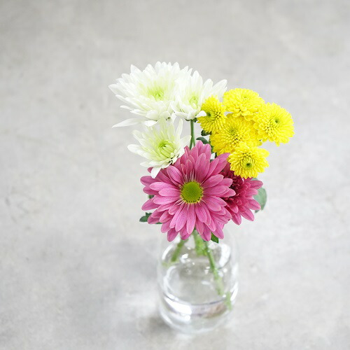 お好きなマム 菊 を選んで ギフト プレゼント マム 大切に育ててお届けします 生産者 生花 花束 中古 を選んで