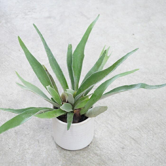 ビカクシダ 3号 黒ポリポット入 鉢サイズ３号のわりに植物は大きいです 別名 コウモリラン 写真の鉢はイメージです 観葉植物 鉢植え 苗木 誕生日プレゼント 花 プレゼント ギフト 飾り 玄関 リビング 部屋 壁 ドア おしゃれ おうち時間 休日限定