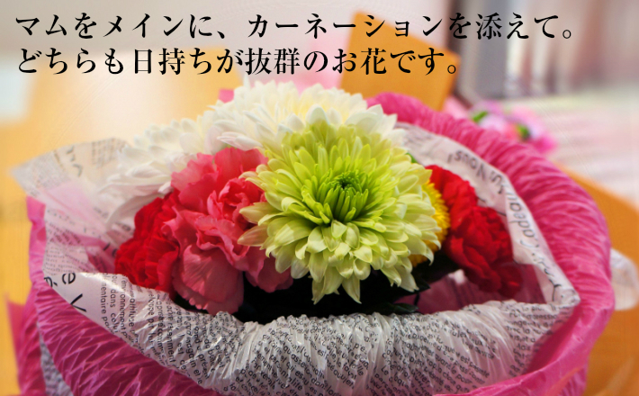 楽天市場 送料無料 配送日指定可 ママ マム そのままマム 生産者からお届け新鮮なマム 菊 のスタンディングブーケ そのまま飾れるこだわりブーケ マママム 国産 生花 プレゼント 母の日 妻 母 お祝い 生花ギフト オススメ 遅れてごめんね ファルチェ 楽天市場店