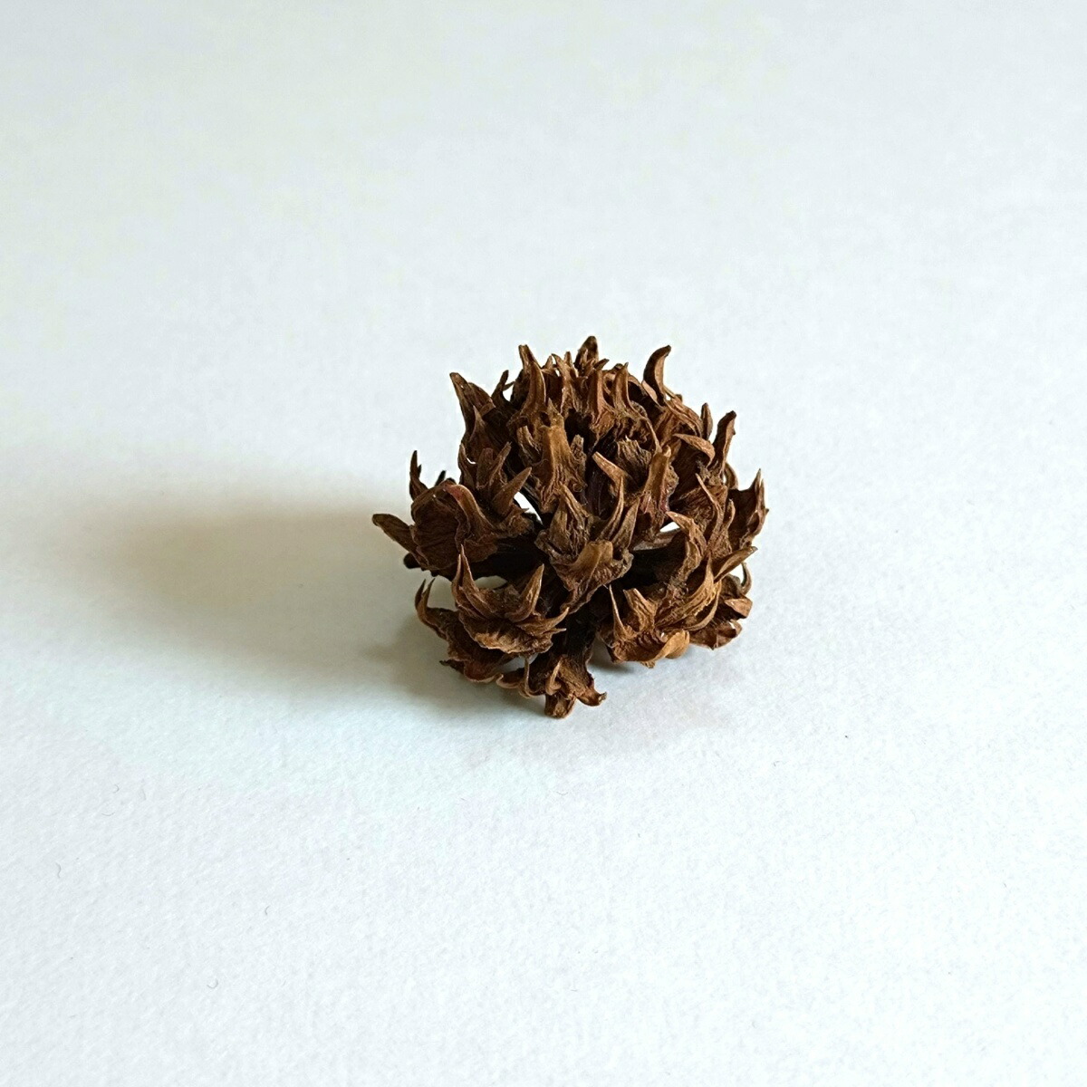 楽天市場】松かさ ミニ ナチュラル （1個） 1.5〜3cm 松ぼっくり
