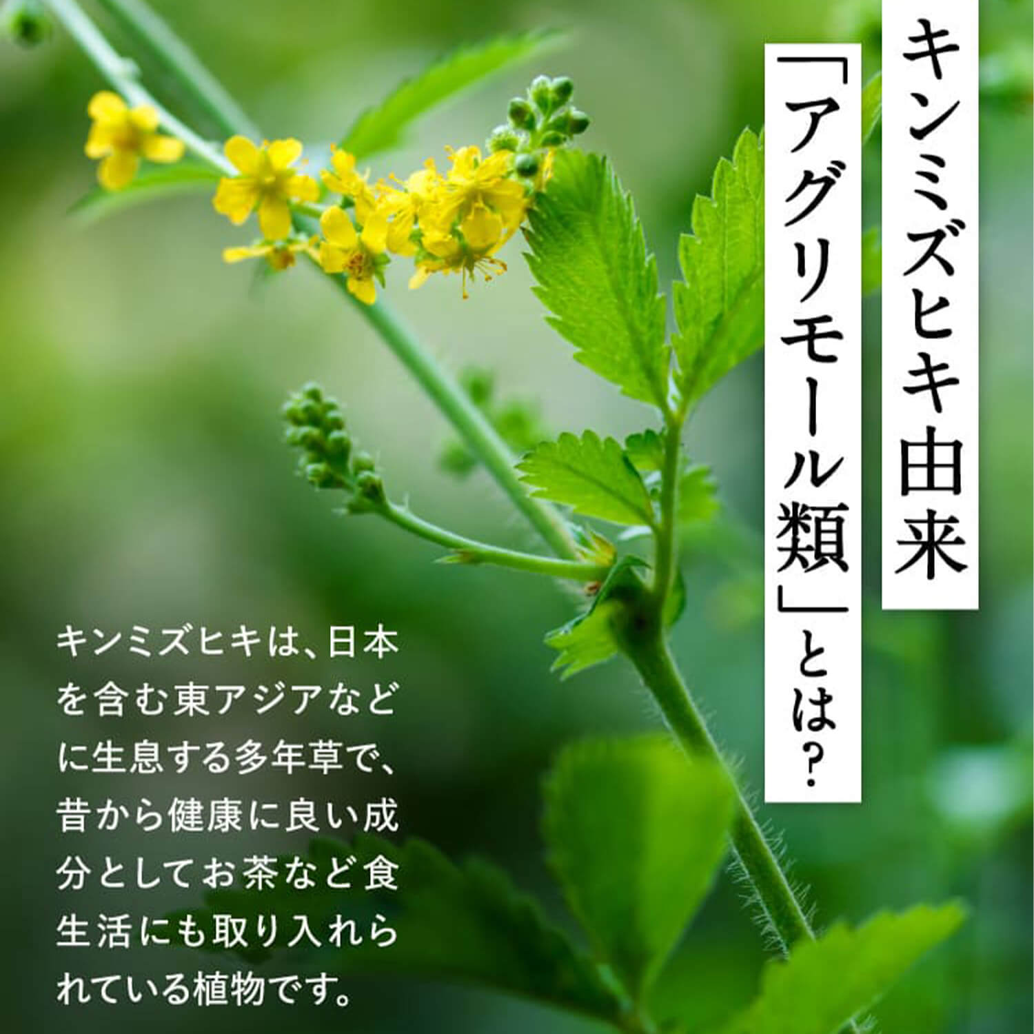 ウェルエイジ プレミアム