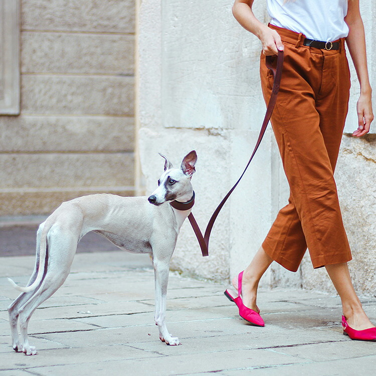 楽天市場 イタリアferplast社製 本格ブルレザー使用 革 犬具 Vip Cw25 46 犬用 首輪 超大型犬 首回り40から46cm クビワ 犬 くびわ おしゃれ かわいい 革 かっこいい 高級 散歩 輸入品 丈夫 強い Fantasy World