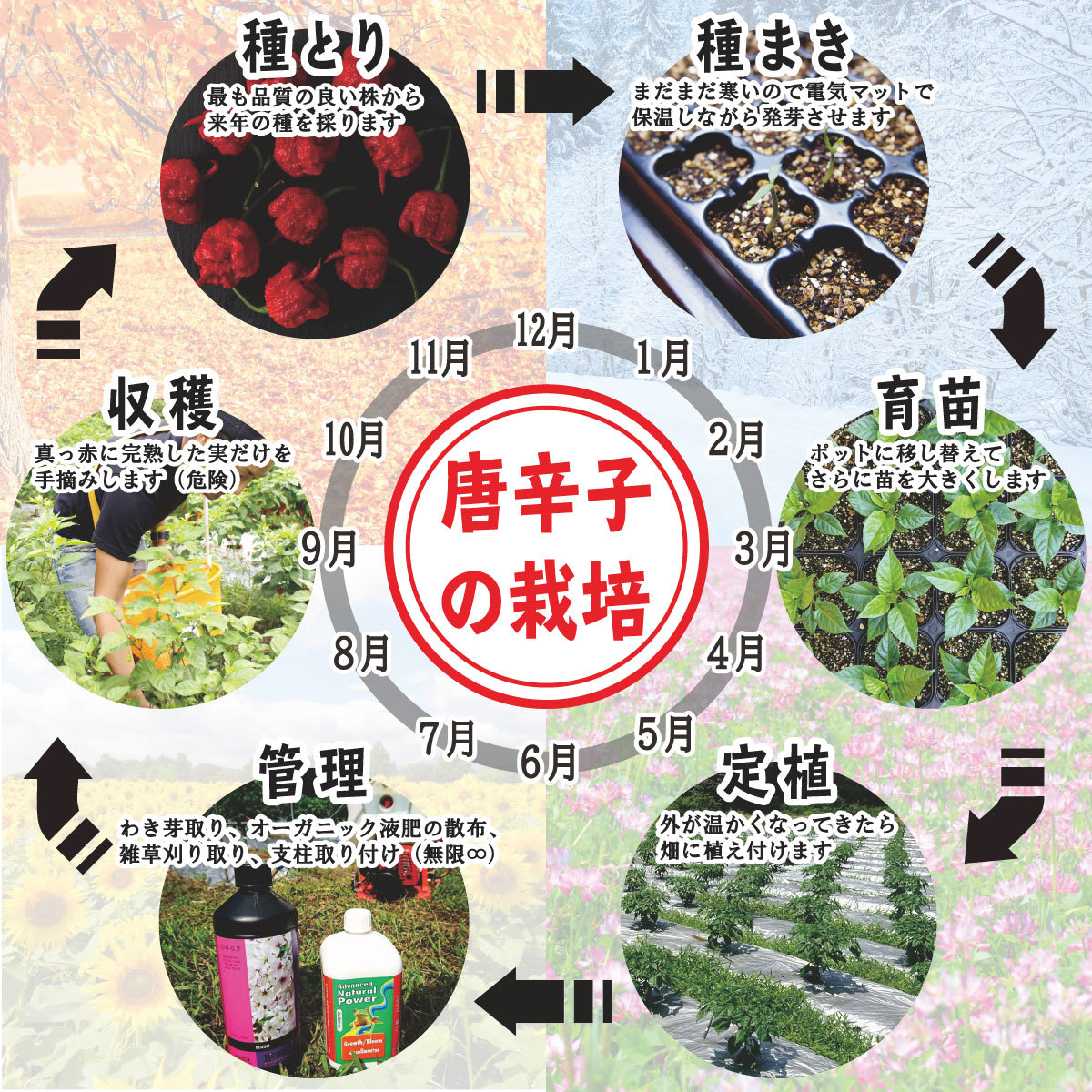 【無選別】キャロライナリーパー 超激辛一味唐辛子 10g ギネス認定世界一辛い唐辛子