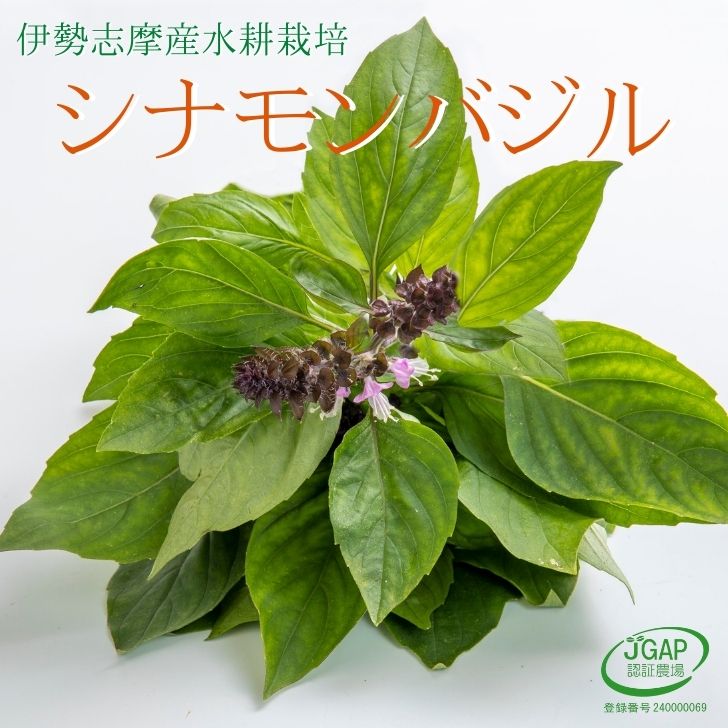 楽天市場 シナモンバジル 30ｇ 水耕栽培 生バジル ハーブ フレッシュハーブ 伊勢志摩産 農家直送 産地直送 おかげ野菜 伊勢志摩おかげ野菜と仲間達