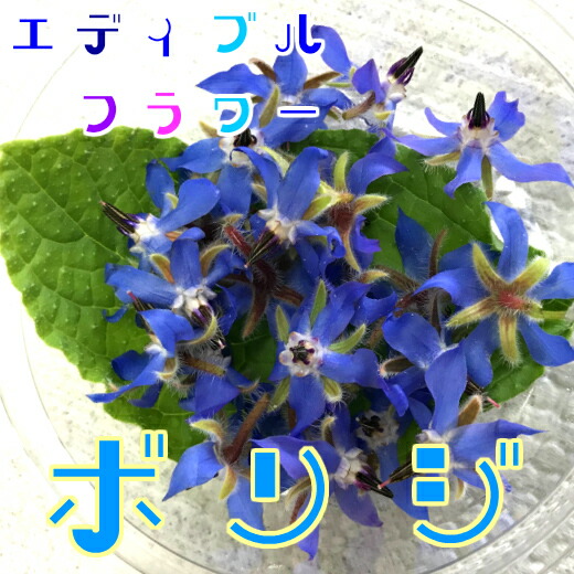 Al完売しました ボリジ 種 エディブルフラワーの種 食用花 ハーブ グリーンフィールドプロジェクト 有機種子 ネコポス便0円で送付可 花の種 ハーブの種 花 食べられる Qdtek Vn