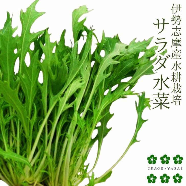 楽天市場】サラダ水菜 1PAC 約20g 【久保田農園 福岡産 珍しい野菜