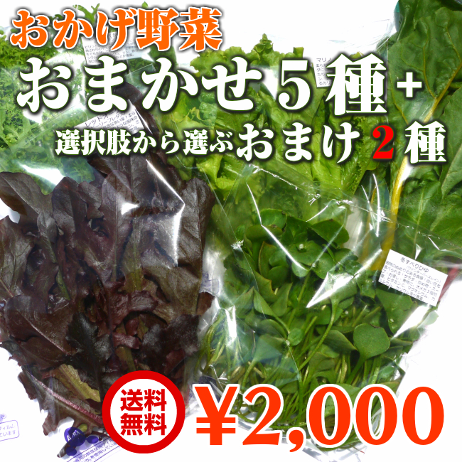 伊勢志摩の自然で育った珍しい水耕栽培野菜　おかげ野菜おまかせ5種さらにおまけ野菜2種