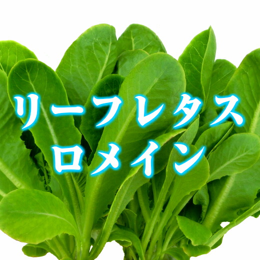 楽天市場 ロメインレタス 50g 水耕栽培 サラダ 伊勢志摩産 生野菜 ロメイン レタス リーフレタス 産地直送 農家直送 おかげ野菜 やさい 伊勢志摩おかげ野菜と仲間達