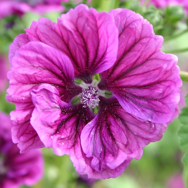 マロウ コモンマロウ ゼニアオイ 食用花 グリーンフィールドプロジェクト エディブルフラワーの種 ハーブ 種