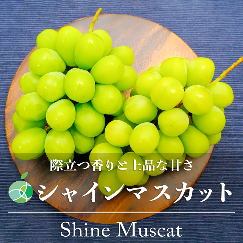 送料無料 シャインマスカット ぶどう ハウス栽培 約1kg 2房 長野県産 Fmcholollan Org Mx