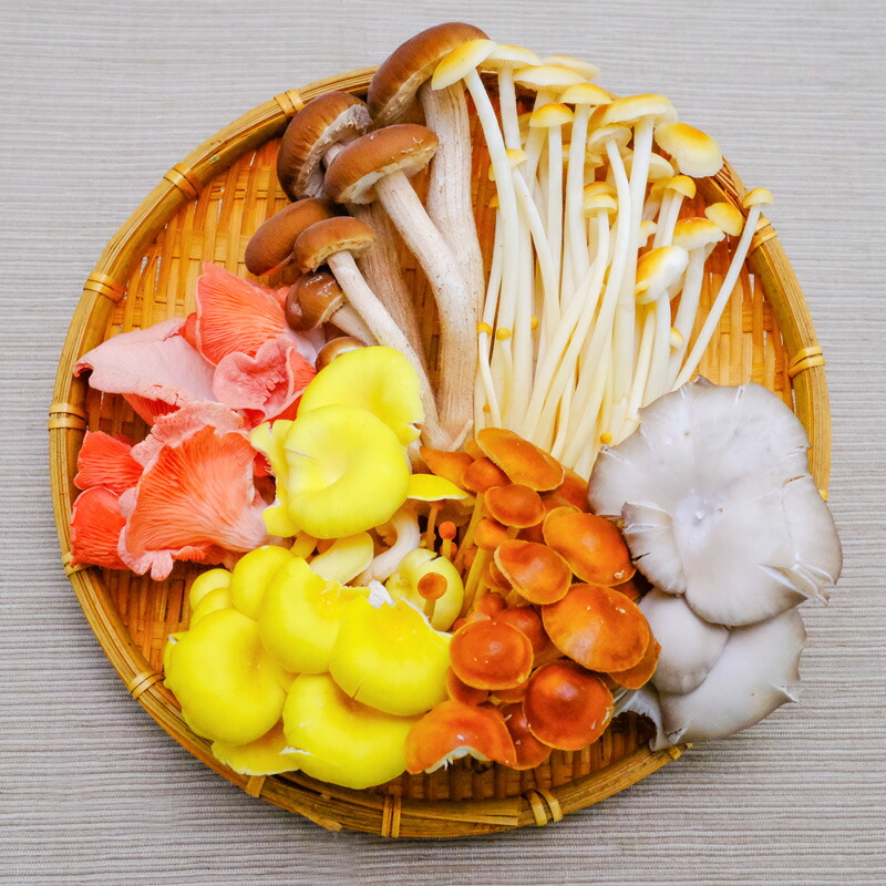 【GULULU】キノコルル一鹿生花シリーズ　 6体セット　フルコンプ 楽天市場】新鮮生きのこセット 6種類セット 長野県須坂市産 希少