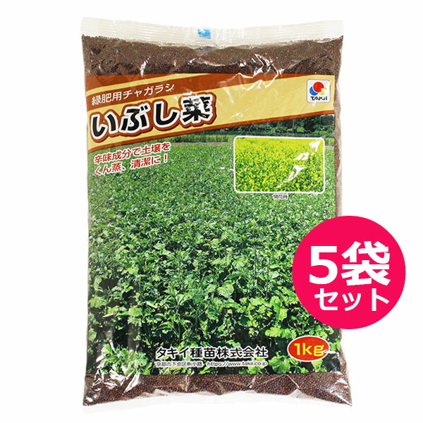 緑肥・景観用　からしな・チャガラシ　いぶし菜　1kg×5袋セット　辛味成分で土壌をくん蒸、清潔に