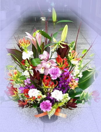 楽天市場】送料無料♪シンピジューム マリーローランサン3本立ち【鉢花