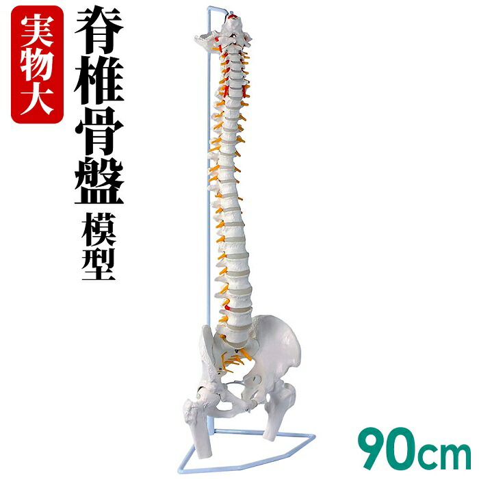 借切る品物 人身パタン 脊髄骨組織盤帯模型 90cm 実物随分 吊り下げ 台座ツキ 後頭骨 大腿つがい目 男性骨盤 脊椎可動 脱腸違和部門 脊髄神経資 椎骨動脈 椎間敷板 脊髄 背骨 脊柱 外科 診察 医療 病院 電燈付き 方 大立て者 骨 人骨 模型 貨物輸送無料 Digitalland Com Br