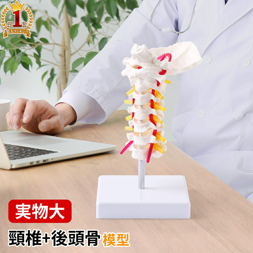 楽天市場】人体模型 脊髄骨盤模型 45cm 45293 サイズ ハーフ 2分