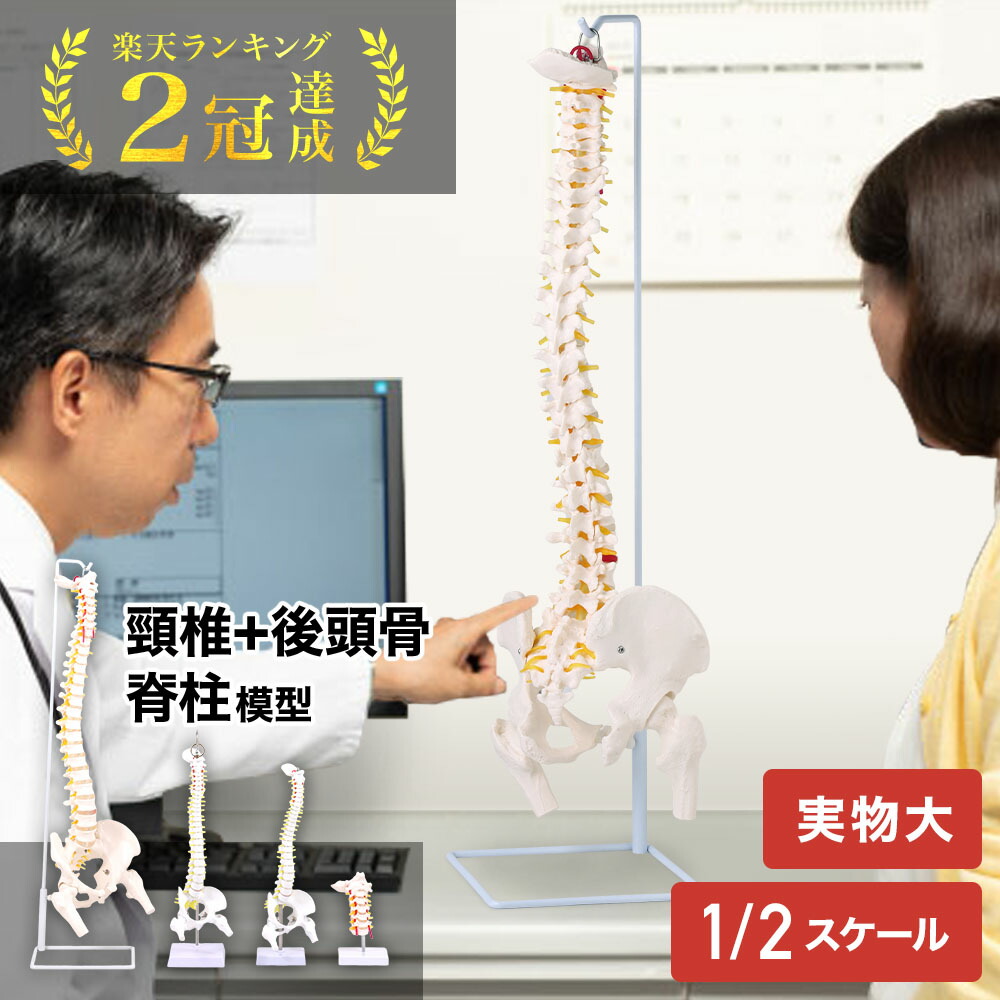 骨格模型　脊柱　骨盤　スタンド付き　カイロ　整体　接骨鍼灸院　背骨　色付き 2b8witv3hy_0.jpg