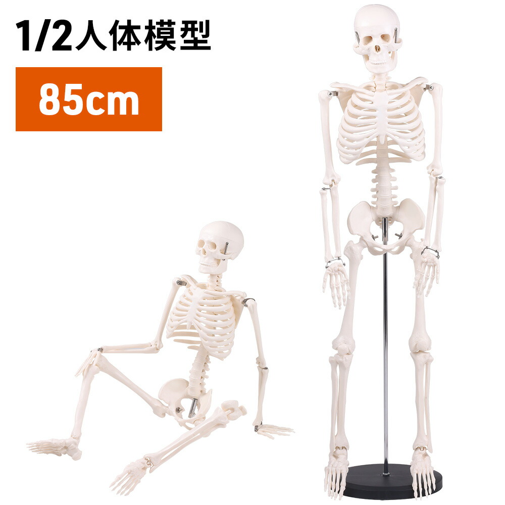 古代人頭蓋骨模型(ネアンデルタール人) VP751N/1