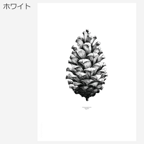 楽天市場 ポスター 北欧 50 70 Cm インテリア デンマーク アートポスター Paper Collective Pine Cone パインコーン 松ぼっくり モノトーン おしゃれ Favoritestyle キッチン 雑貨