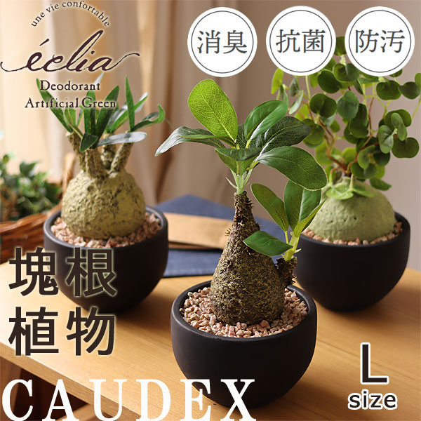 楽天市場】2024 アデニウム(コーデックス、砂漠のバラ、天空のバラ