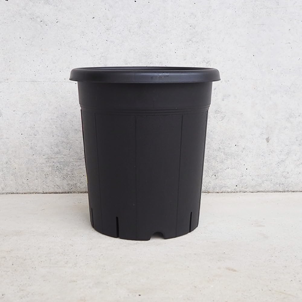 ITANSE 果樹鉢【用途で選べる鉢・用品】|felicitastore